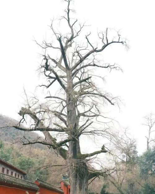 属牛命运 属牛的命运详解 属牛命运 属牛的命运详解