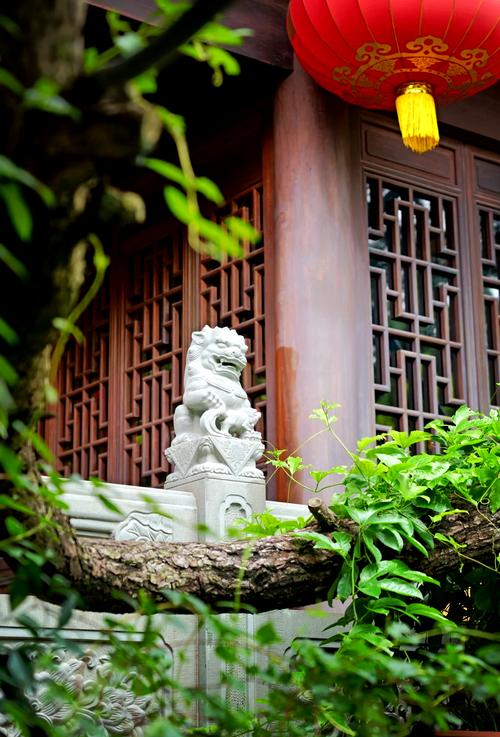 阳台植物风水摆放知识(阳台上放植物有哪些风水好处)