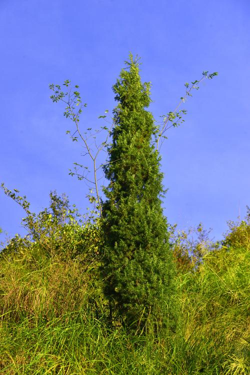 ��լ��ˮ��ѡ��Ҫ��