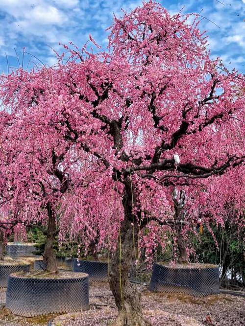 2025��ţ����ũ��9�¼�������