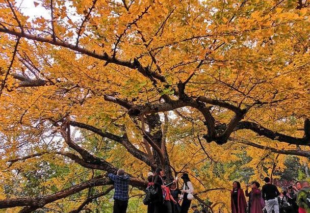 �����ߺŵ�Ӱ(�����ߺŵ�Ӱԭ�� ����)