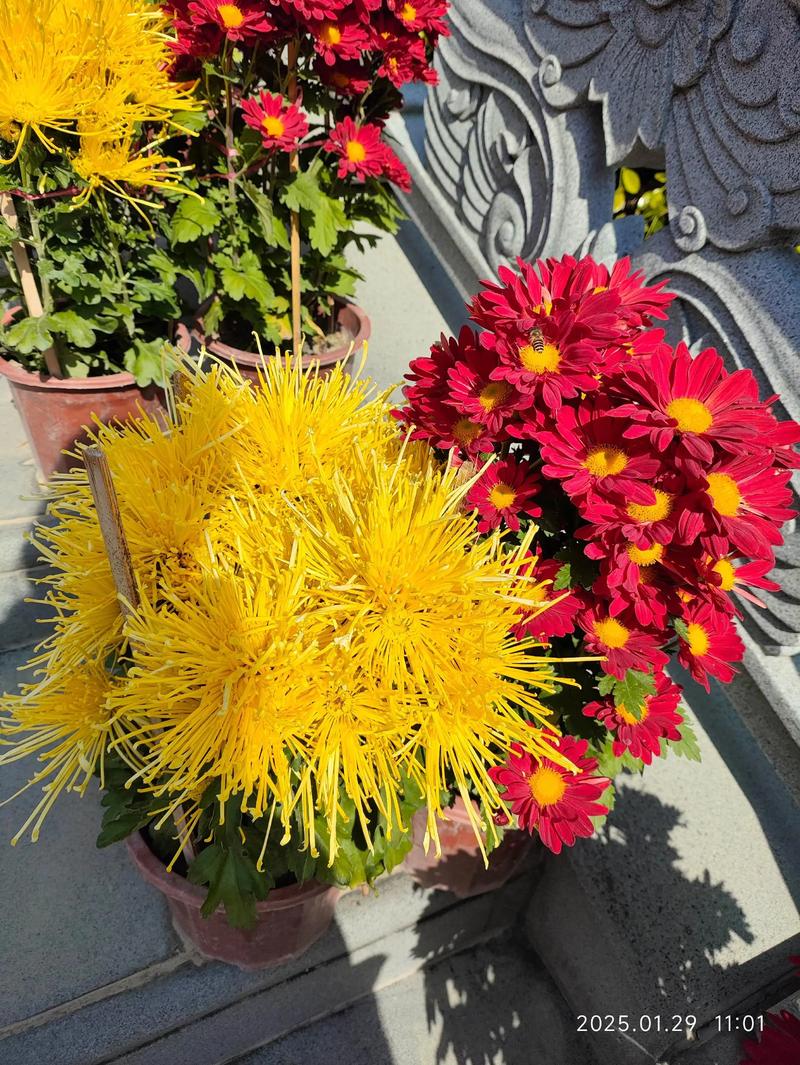 ����ɭ���� ����ɭŮ��