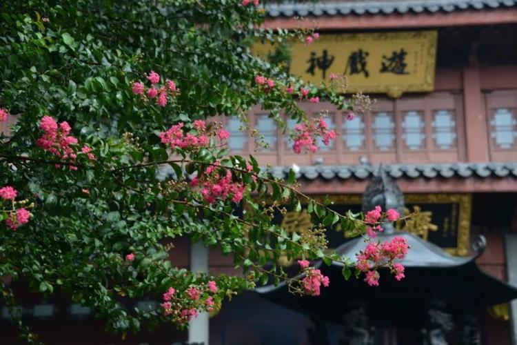 属鸡的人2025财运七月 属鸡的人2025财运七月