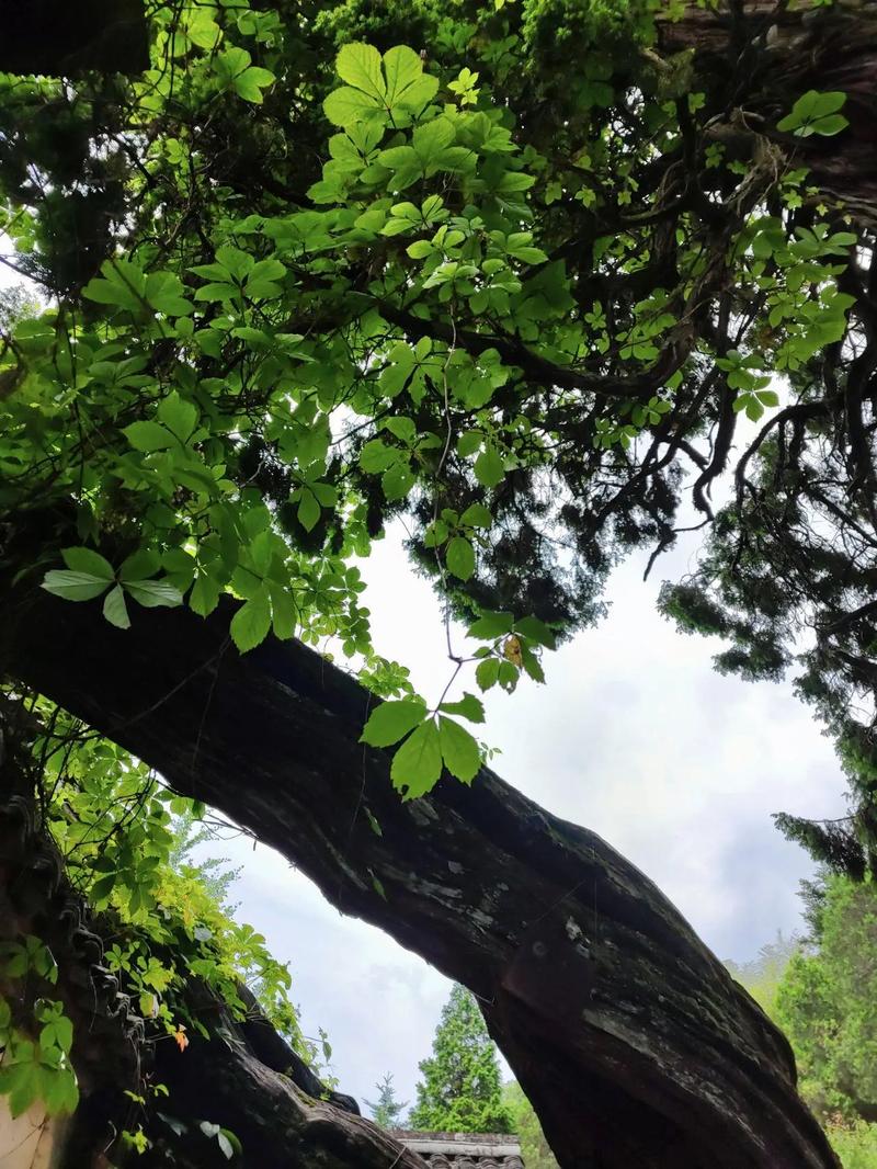 �ʺ���Ы�����˵���ˮ_�ʺϰ��������˵���ˮ