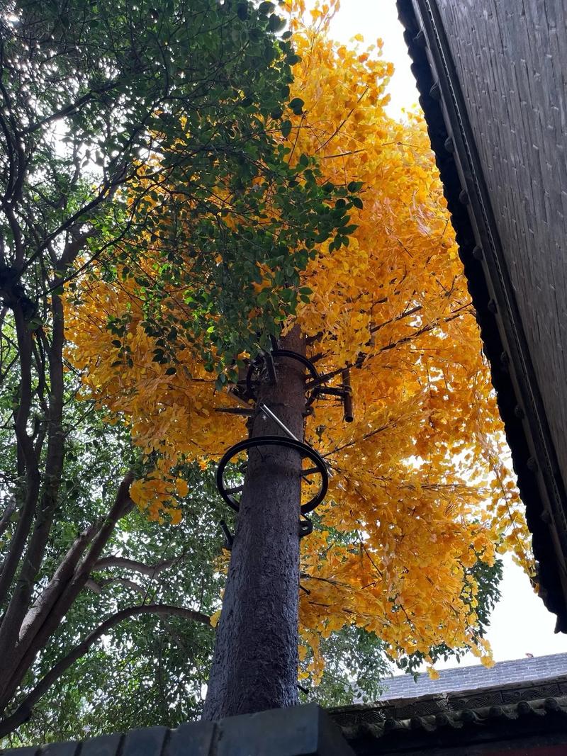 ���������ӽ����������һ����������������