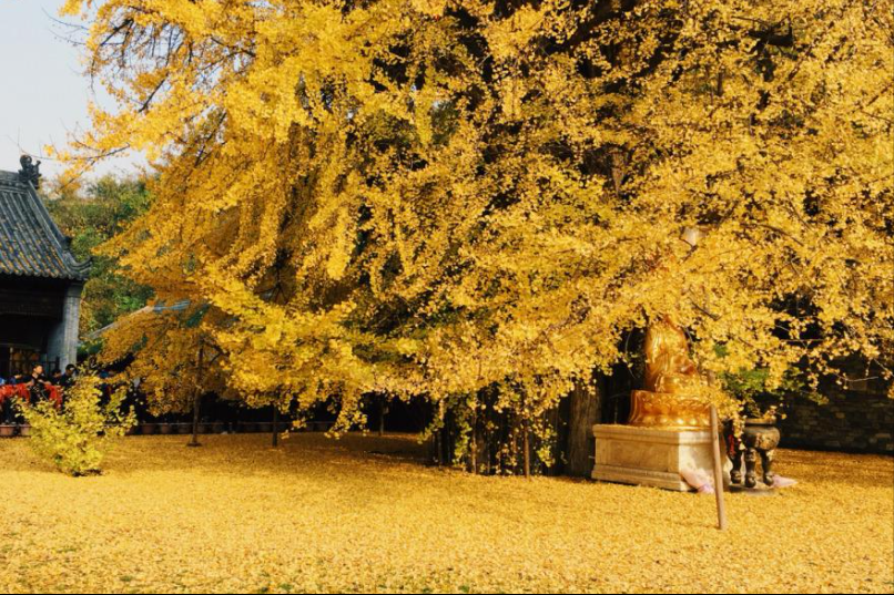 养殖猪场风水禁忌图解视频(房子后面建猪场36风水好吗) 养殖猪场风水禁忌图解视频(房子后面建猪场36风水好吗)