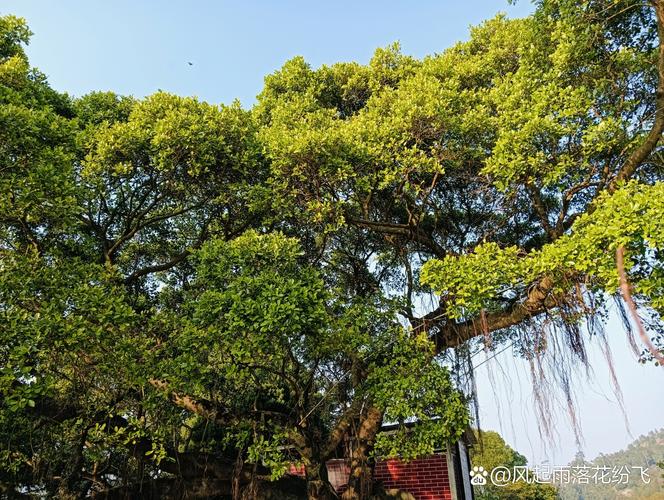 属马年龄对照表日历 十二属相和年龄表 属马年龄对照表日历 十二属相和年龄表