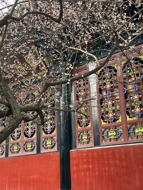 �����ĳ�ŵ ��������