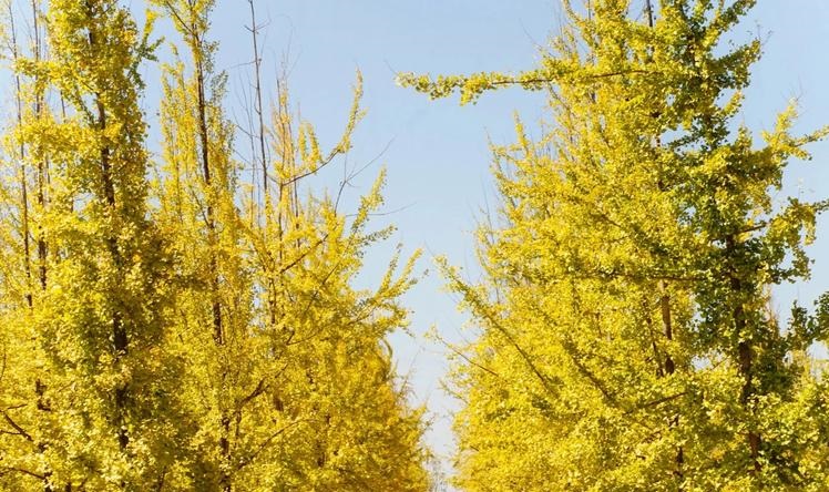 ��������2025��ÿ���˳�