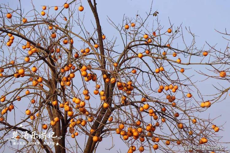 С��ҹ������_С��ҹ��������2020