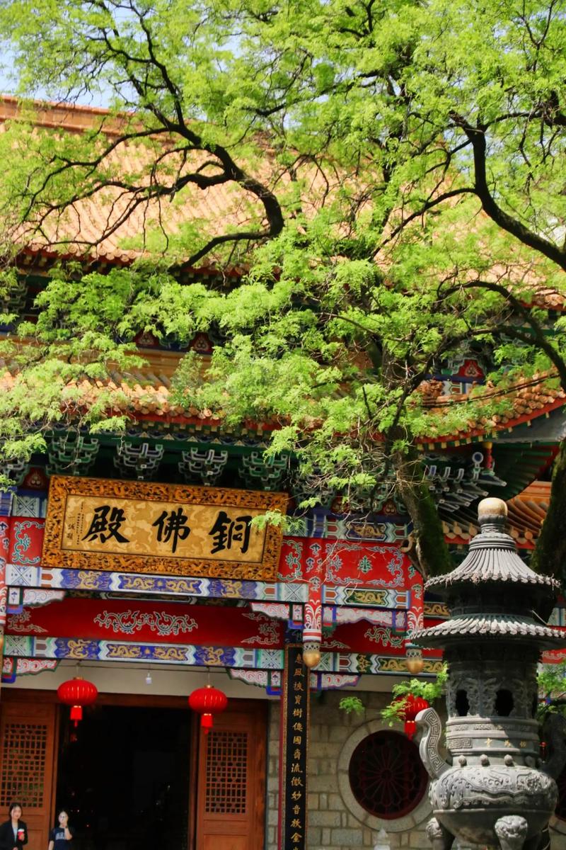 ʲôֲ������� ��û��ʲôֲ�������µ�