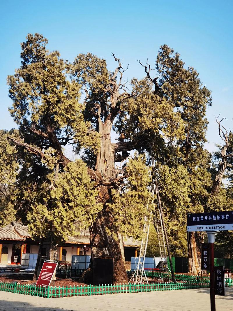 ��Ы���ʹ�Ů�����ܵ�ì�ܵ�