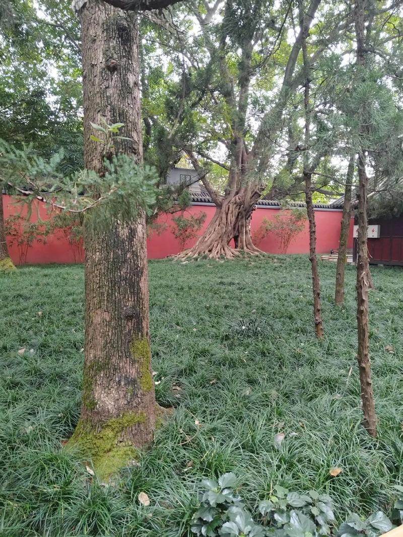 ��լ���кͶ�ʮ��ɽ��